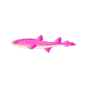 Pink Baby Catshark